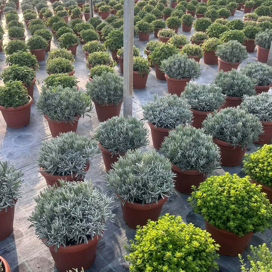Aromatiche