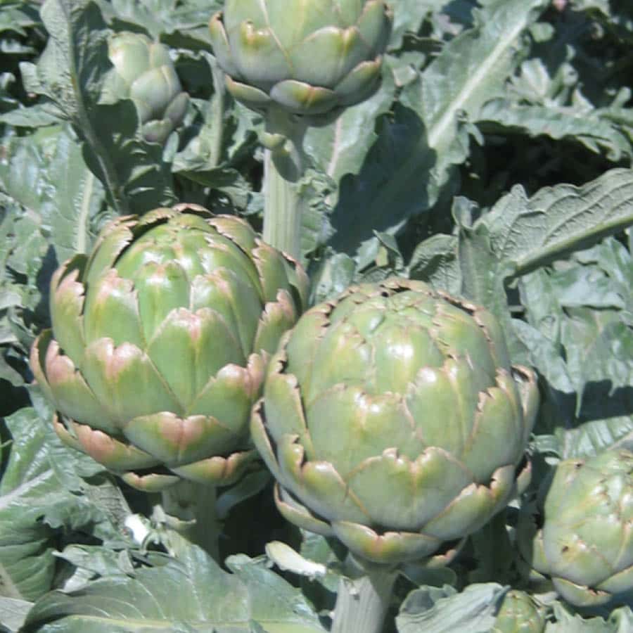 Carciofi