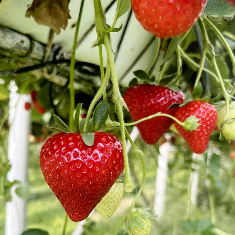 Fragole