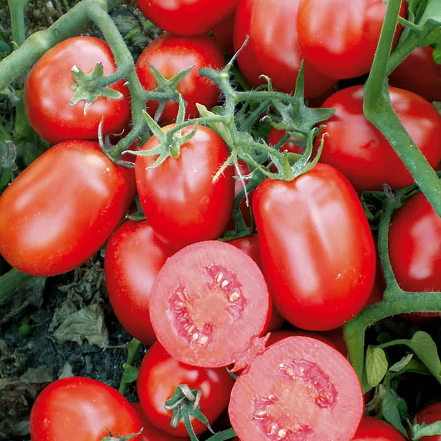 Pomodori