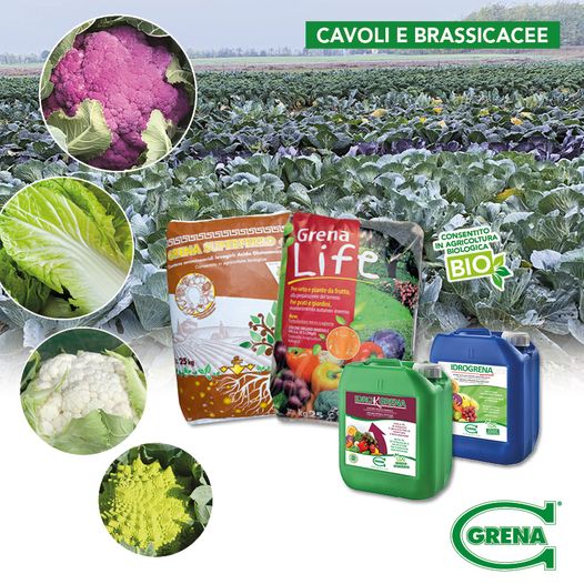 CONCIMAZIONE PRE SEMINA O PRE TRAPIANTO di cavoli e brassicacee è il