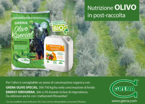 Img sito Web Olivo Gennaio 2023 Img sito Web Olivo Gennaio 2023