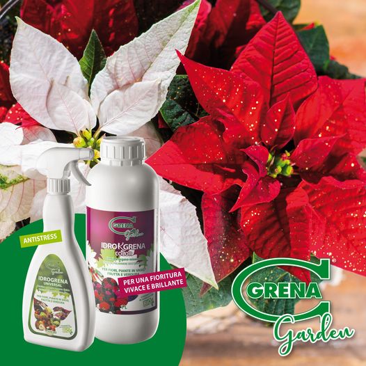 ¡Se acerca la Navidad también para tus plantas! La forma
