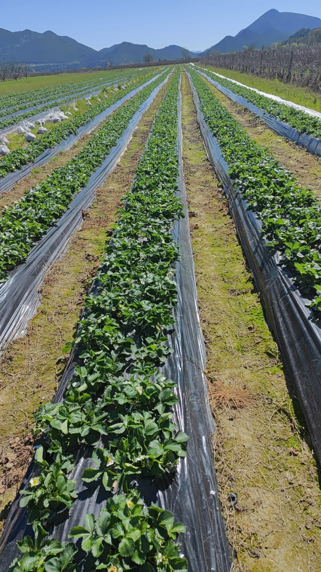 #GRENALIFE 4 6 10+2 MgO #PHYTOGREEN 8 3 2 #PHYTOGREEN 2 5 8 #T GRO