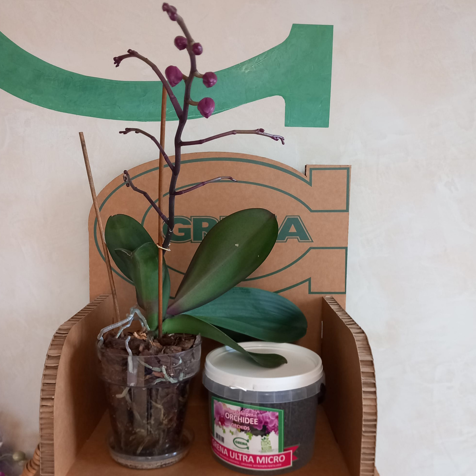 this year too our orchid is almost ready to flower!