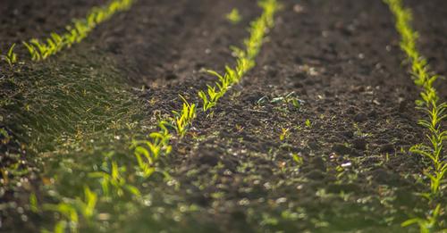 Carenza di potassio nei terreni, agricoltura a rischio