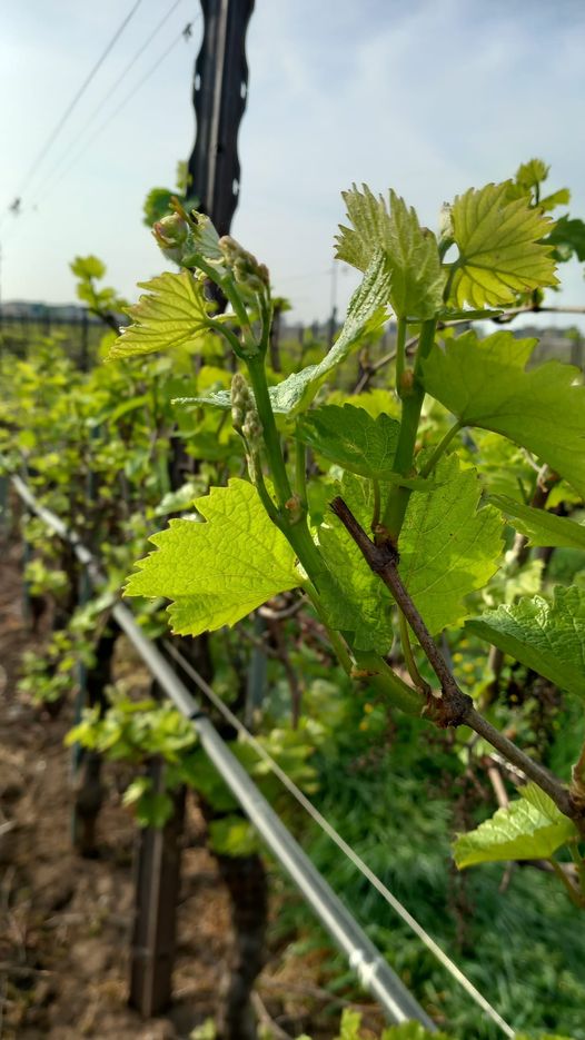 Vegetative Erholung im Gange!!! Chardonnay Weinberg im Januar mit #gr gedüngt
