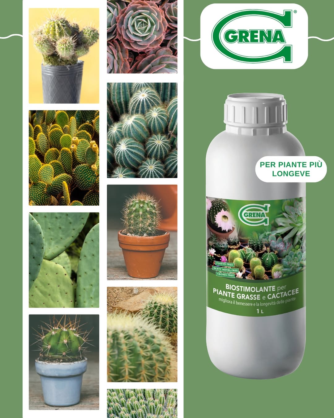 los cactus son símbolos de resistencia y resistencia, pero también