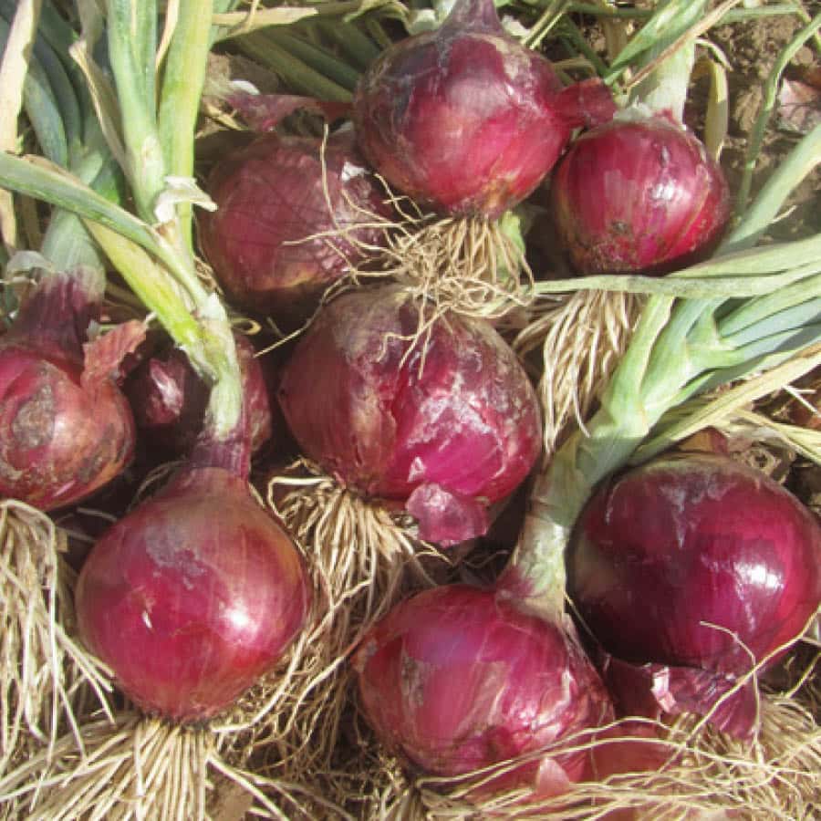 Cipolla